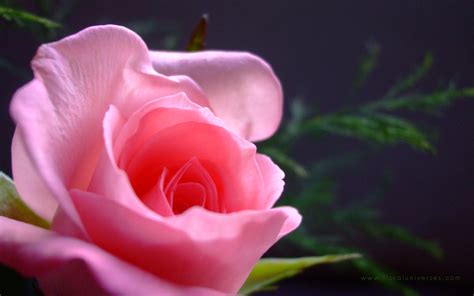 natural hd wallpaper pink rose meaning pink roses pink rose