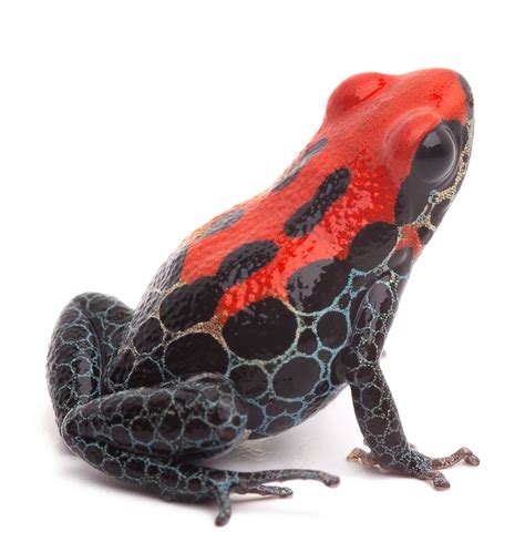 red poison dart frogs