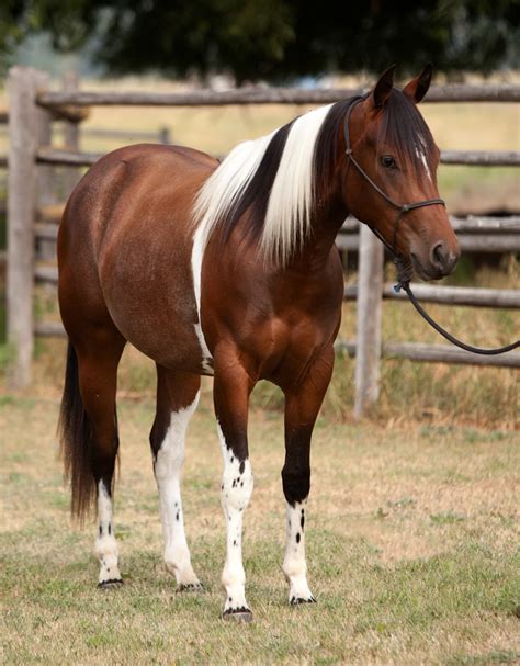apha bay tobiano mare
