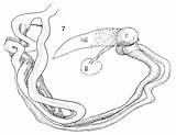 System Digestive Male Reproductive Coloring Diagram Worksheet Worksheeto Via Human sketch template