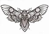 Moth Tattoo Death Drawing Head Tattoos Skull Designs Drawings Hawk Deaths Flash Butterfly Traditional Body Sketches Insect Simple Moths Neo sketch template