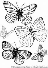 Butterfly Colouring Coloring Printable Butterflies Pages Adult Sheets Colour Small Drawing Adults Book Intheplayroom Playroom Print Kids Template Drawings Printables sketch template
