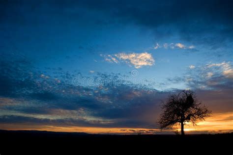 boom bij zonsondergang stock foto image  wolken zonsondergang