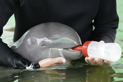 sick dolphin calf improves  tube fed milk helping hands ap news