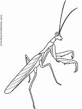 Mantis Praying Coloring Pages Clipart Insekten Insects Color Printable Kids Bug Outline Colouring Insect Embroidery Line Drawing Draw Ausmalbild Lightupyourbrain sketch template