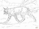 Bobcat Coloring Pages Realistic Printable Supercoloring Print Bobcats Color Drawing Getcolorings Animal Kids Lion Search Template Categories sketch template