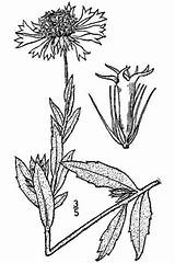 Gaillardia Coloring Designlooter Var Nrcs Usda Britton Aestivalis Database Plants 1kb 550px sketch template
