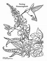Hummingbirds sketch template