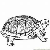 Tortoise Coloring Turtle Clip Clipart Cliparts Pages sketch template