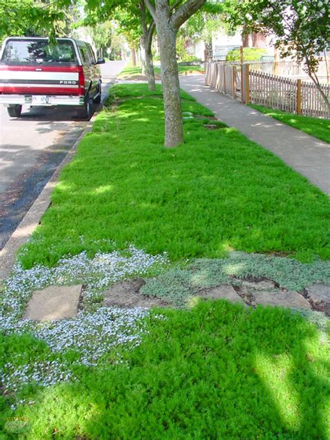 choose groundcovers  plants    lawn alternatives lawn alternatives ground