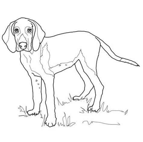 bluetick hound coloring pages