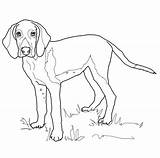 Coloring Pages Weimaraner Foxhound Dog Hound American Fox Printable Coon Coonhound Dogs Drawing English Template Color Kids Choose Board sketch template
