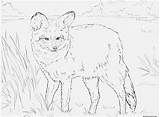 Fox Red Coloring Pages Realistic Getcolorings Printable Color sketch template