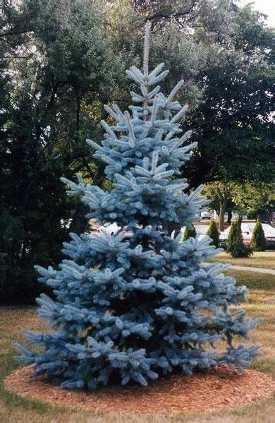 blue spruce alchetron   social encyclopedia