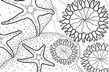 Aquarium Monterey Anemones sketch template