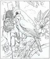 Jongen Vogel Rund Ums Natuur Bluebird Nan Kleurplaten Malvorlage Animaatjes Designlooter sketch template