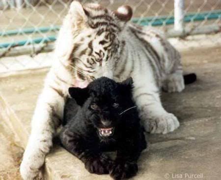 tiger panther google search wild cats large