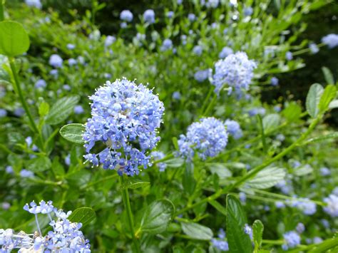 stock photo  light blue flower cluster  plant  garden