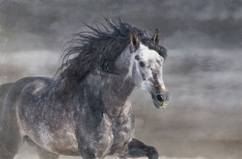 horse stallion griva gallop gray horse running wallpaper   wallpaperup