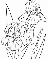 Coloring Flower Orchid Pages Drawing Peony Iris Spring Cattleya Drawings Flowers Orchids Print Color Line Two Getcolorings Size Colouring Adult sketch template