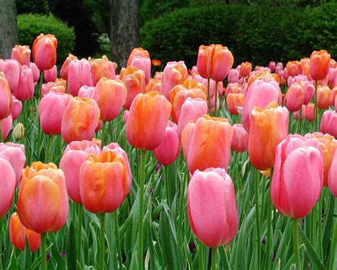 flowers  nature wallpapers tulip flowers