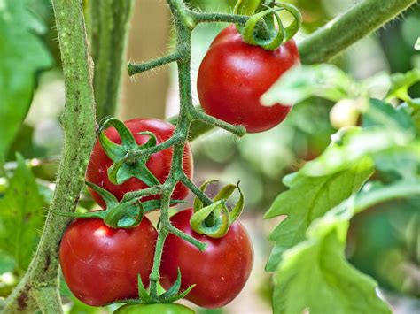 top  common tomato plant problems