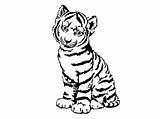 Colorat Clipartmag Tigers Leu Planse Desene Ausmalbilder sketch template