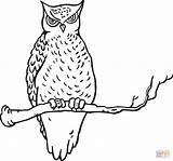 Sketsa Owl Burung Hantu Kolorowanki Kartun Sowa Sowy Mewarnai Gufo Sull Hewan sketch template