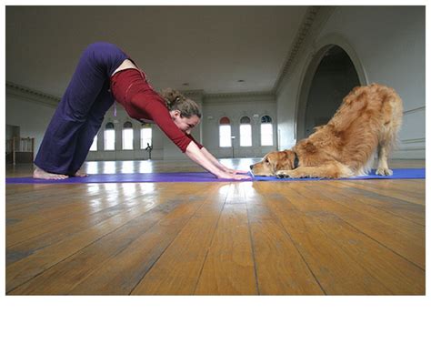 yoga   dog check  doga managedmomscom