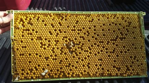 green plastic drone comb frame beekeeping supplies flying bee ranch  salem oregon
