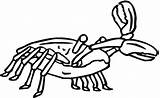 Raki Kraby Crab Colorare Chele Granchio Kolorowanki Krabbe Granchi sketch template