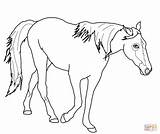 Horse Coloring Pages Printable Friesian Color Horses Jumping Palomino Girls Running Tennessee Drawing Draft Walking Clydesdale Getdrawings Getcolorings Rider Colorings sketch template