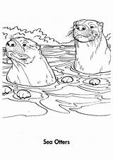Coloring Pages Otter Otters Sea Printable Books sketch template