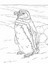 Penguin Coloring Realistic Magellanic Pages Penguins Printable Paper Drawing Sea Ocean Animals sketch template
