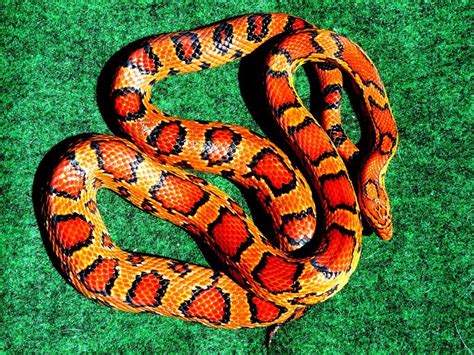 brightest coloured snake page  reptile forums anaconda snake snake facts