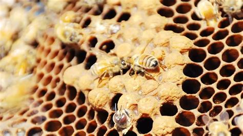 drone brood  worker brood beekeeper tips