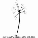 Neurona Neuron sketch template
