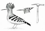 Hoopoe Coloring Bird Designlooter 76kb 404px Dear Folks sketch template