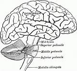 Brain Anatomy Cerebrum Quoi Caboche Usf sketch template