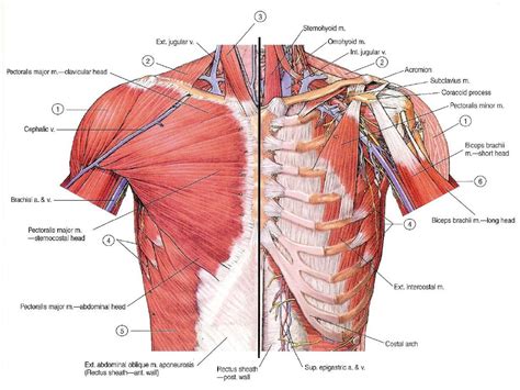 muscles   pectoral region