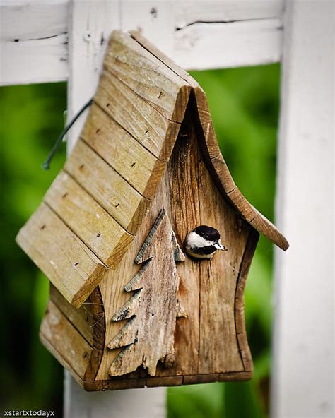 chickadee birdhouse   small bird house   friend chip flickr photo sharing