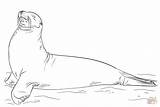 Galapagos Drawing Steller sketch template