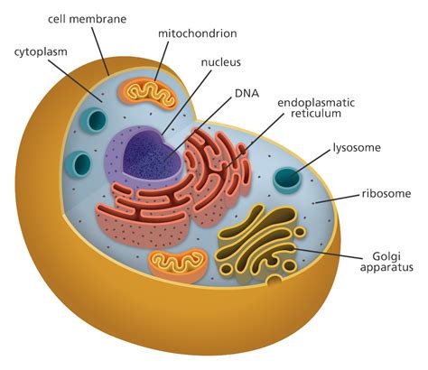 basic animal cell diagram clipart