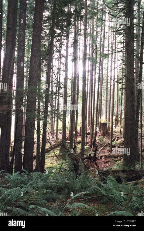 douglas fir tree forest pacific northwest oregonforestevergreen