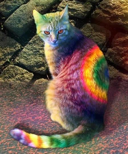 colorful cat  colorful fever photo  fanpop page