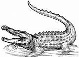 Alligator Crocodile Coloring Pages Kids Printable Print Outline Tattoo Realistic American Animal Colouring Clipart Color Drawing Cartoon Drawings Procoloring Gator sketch template