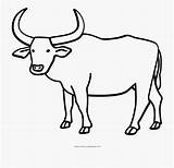 Ox Buffalo Coloring Drawing Water Sketch Pages Outline Clipart Carabao Bull Ultra Oxen Icon Cartoon Cattle Rodeo Recycle Kids Drawings sketch template
