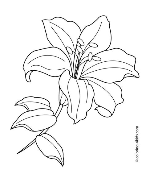 lily outline drawing  paintingvalleycom explore collection  lily