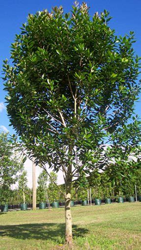 luscious® tristaniopsis is a tree with shiny foliage and makes a great