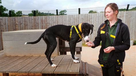 dogs trust dogs trust loughborough  great rehoming mystery